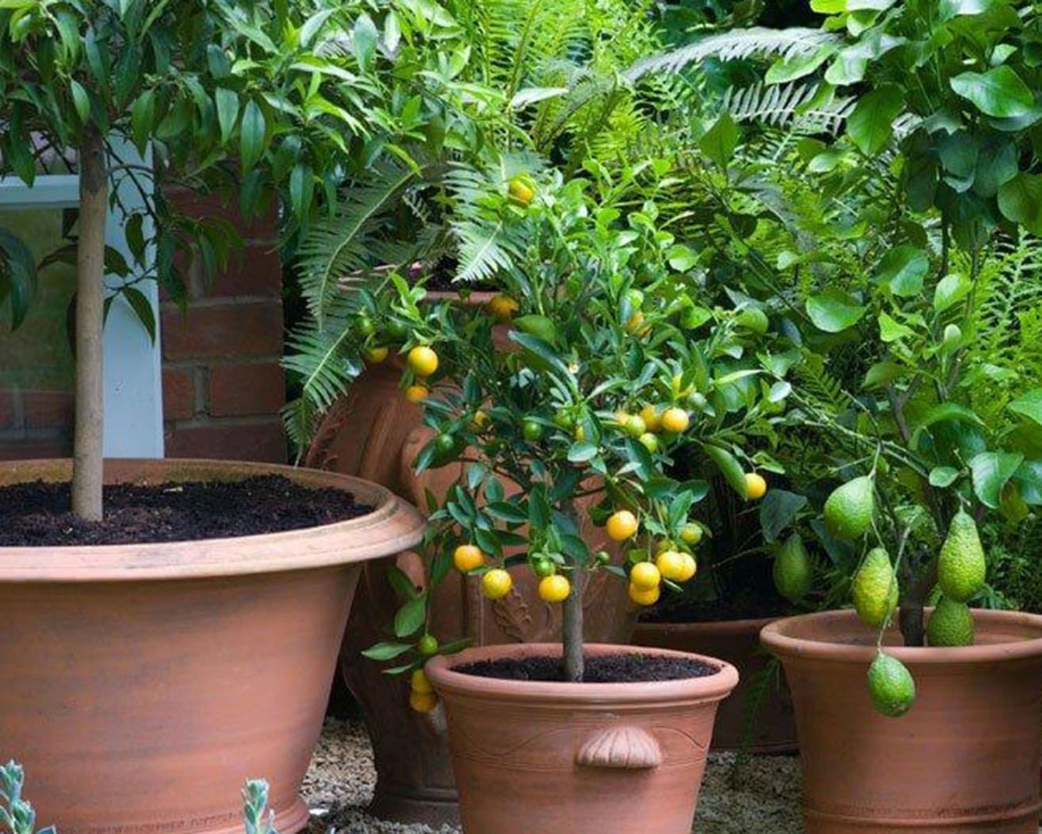 Potted Fruit Tree Fundamentals